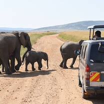 Elephant Road Crossing