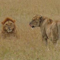 Lions on the prowl!