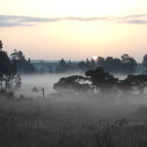 Foggy Morning