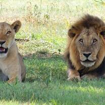 See the big 5 on Safari in your Gap Year in Uganda