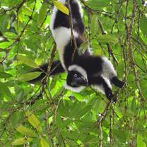 Lemur hanging by feet in tree