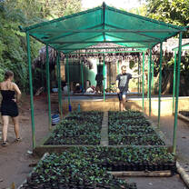 People walking amongst seedlings