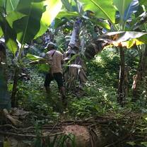 Man walking through a forest to track lemurs - photo credit A. Berger