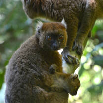 Greater bamboo lemurs in trees