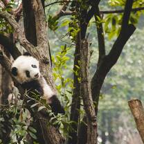Internships in Chengdu