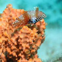 Discover Madagascar's incredible sea fauna