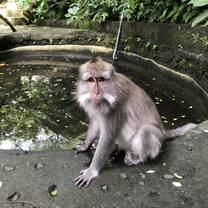This was in Bali when we explored the Monkey Forest filled with lil' monkeys