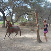 working with the horses