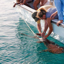 High School Semester with The Island School
