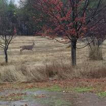 Wildlife