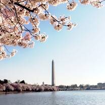 The Washington Monument with cherry blossoms