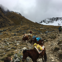 The mules that helped make our hard hike to Machu Picchu a little easier!