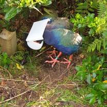 The 3 takahe currently at ZEALANDIA. 2 parents and a chick all feeding.