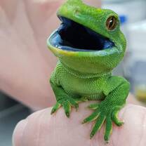 This is a Wellington Green Gecko pictured during our bi-annual gecko census.