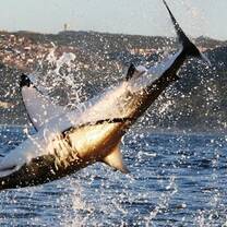 Great White breach 
