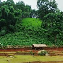 Evergreen Assam