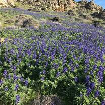 Flowers in Greece