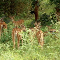 Wildlife at Nilgiris