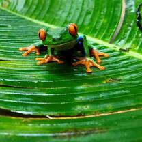 SFS Costa Rica - frog on plant