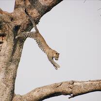 a leaping leopard