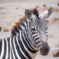 zebra