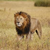 A lion in the field