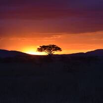 sunset and a lone tree