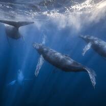 whales