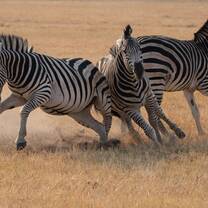 Victoria Falls Nature Enthusiast Course 