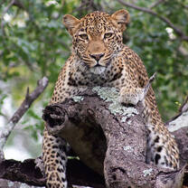 Wildlife conservation
