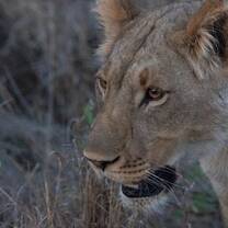 Victoria Falls Nature Enthusiast Course 3