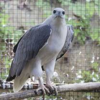 White bellied Sea Eagle