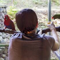 Cleaning and feeding the birds