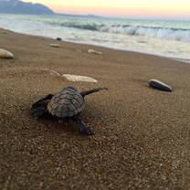 GVI: Volunteer in Greece