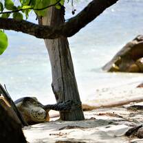 GVI: Internships in Seychelles
