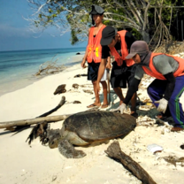 Rangers rescue green sea turtle