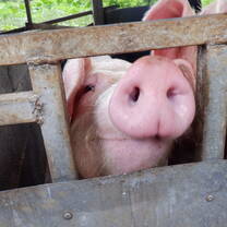 Pigs!!