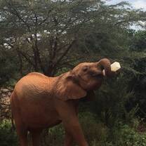 Elephant orphanage