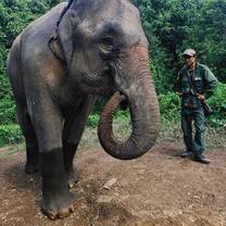 We worked closely for 2 days with an elephant conservation, learning about the poaching in Laos as well as the elephants eating habits and habitat. 