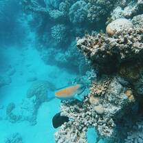 view while snorkeling in the Great Barrier Reef