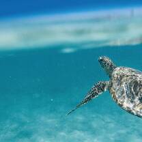 One of many Green Sea Turtles we spotted throughout the trip. 