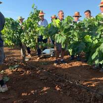 Vineyard Internships