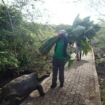 carrying the Otoi leaves  inside the Giant Tortoise Breeding centre and this tortoise had smelt it and came towards us. 