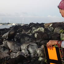 monitoring sea lions in the morning between 5am and 6 am. Its so beautiful when there is hardly any humans on the beach.