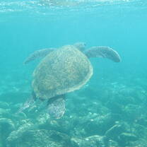 The famous residents of the Galapagos