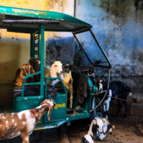 Goats in a todo. Amazing photographic description of what this city is like full of animals and todos/auto rickshaws 