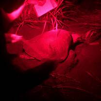 We saw turtles lay their eggs on our night walks and then we retrieved them and placed on a fenced in "hatchery" on the beach so they would be protected. 