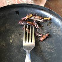 Eight grasshoppers in shades of red and yellow lay on a plate. Next to them is a fork, so you can see they are shorter than the tines, and also remember they are for eating.