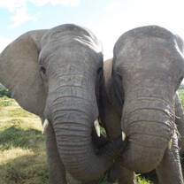 African elephants at Kwantu reserve
