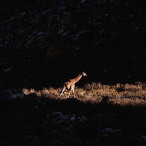 A giraffe walks through the game reserve at night